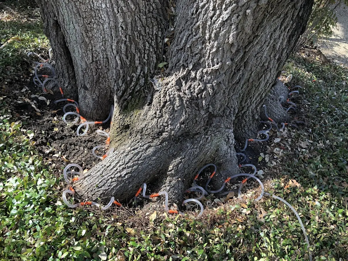 Detailed Tree Cabling and Bracing job site in Milbridge